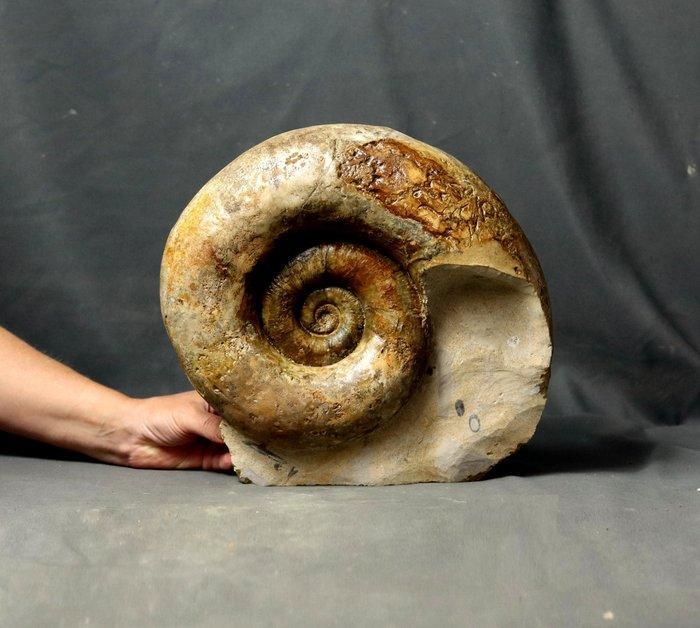 Fijnste ammoniet - Op steen - Uitstekende conservering -, Verzamelen, Mineralen en Fossielen