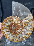 Beautiful big Ammonite - Gefossiliseerd dier - Aioloceras