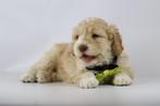 Italiaanse Waterhonden / Lagotto Romagnolo / Labradoodle, Dieren en Toebehoren, Honden | Retrievers, Spaniëls en Waterhonden, Parvo