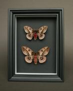 Mot Taxidermie volledige montage - Automeris frankae - 20 cm, Nieuw