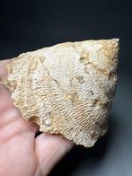 Indrukwekkende grote gastropode - Gefossiliseerde schelp -