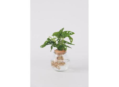 Monstera Adansonii Monkey Mask in bolglas - Hydroponie, Huis en Inrichting, Kamerplanten, Verzenden