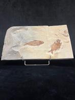 Vis - Fossiel skelet - Nematonotus longispinus/ Ctenothrissa