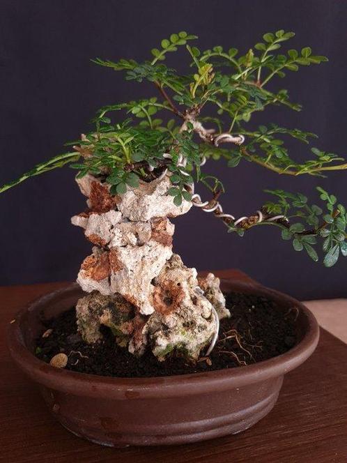 Carmona – Geen veilingprijs - Hoogte (boom): 15 cm - Diepte, Antiek en Kunst, Curiosa en Brocante