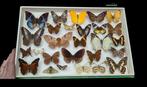 World Butterflies  Collection  (39X26 cm )  - Diorama, Verzamelen, Nieuw