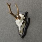 Reebok Schedel Taxidermie Opgezette Dieren By Max, Verzamelen, Ophalen of Verzenden, Nieuw, Wild dier, Opgezet dier