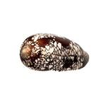 Hammer patroon  kwaliteit Fine+++  Taxidermie wandmontage, Nieuw