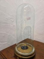 Globe - stolp - antiek - 1901-1920 - Antieke ronde stolp, Antiek en Kunst