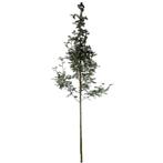 Lijsterbes - Sorbus aucuparia ‘Sheerwater Seedling’ - Omtrek, Ophalen of Verzenden