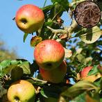 Appelboom Elstar, Verzenden, Volle zon