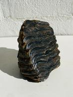 Wolharige mammoet - Fossiele kies - Mammuthus primigenius -