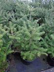 abies koreana , koreaanse zilverspar / den in pot