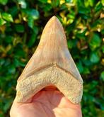 Megalodon - Fossiele tand - 13 cm - 9 cm, Verzamelen, Mineralen en Fossielen