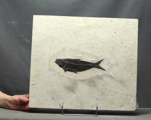 Groot (19,2 cm !! ) en uitstekende fossiele vis -, Verzamelen, Mineralen en Fossielen