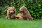 prachtige medium LABRADOODLE PUPS, Parvo, Nederland, Overige rassen, 8 tot 15 weken
