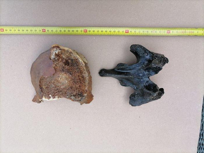 Wolharige mammoet - Fossiel bot - Mammuthus primigenius, Verzamelen, Mineralen en Fossielen