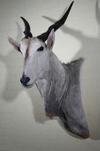 Large Safari head-mount Taxidermie wandmontage - Eland -, Verzamelen, Dierenverzamelingen, Nieuw