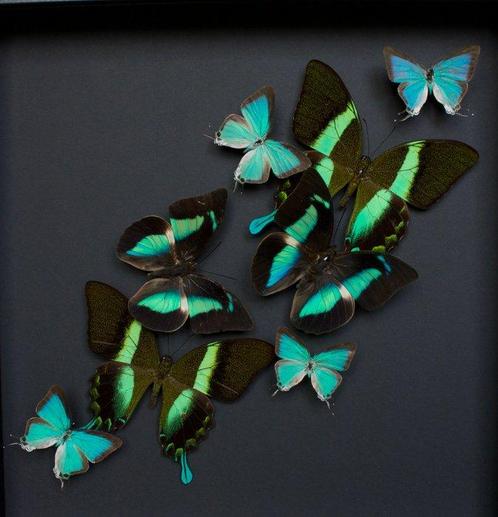 Vlinder Taxidermie volledige montage - Envolée de Papilio, Verzamelen, Dierenverzamelingen