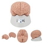 Anatomie model hersenen, 2-delig, Nieuw, Verzenden