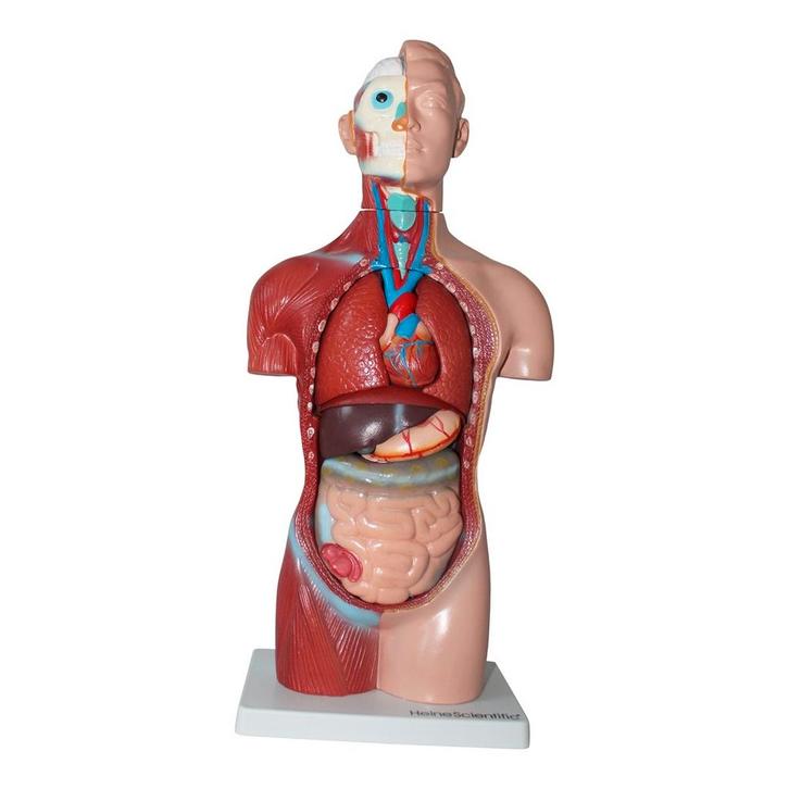 Anatomie model torso met organen, 18-delig, 42 cm, Sport en Fitness, Massageproducten