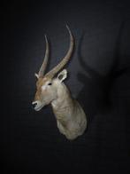 Waterbok Taxidermie wandmontage - Kobus ellipsiprymnus - 0, Verzamelen, Nieuw