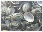 Haliotis Pulcherrima schelpjes 1 kilo, Hobby en Vrije tijd, Ophalen of Verzenden, Nieuw