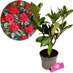 Rhododendron Markeetas Prize rode bloemen + P, Verzenden