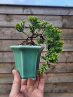 Jeneverbes bonsai (Juniperus) - Hoogte (boom): 7 cm - Diepte