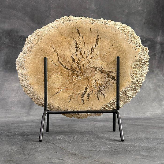 -C- Indrukwekkende grote snee van versteende palmwortel op, Antiek en Kunst, Kunst | Designobjecten