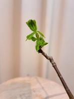 paarden kastanje bonsai in kleine bonsaischaal - Hoogte