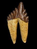 Basilosaurus - Fossiele kies - 13 cm - 7 cm, Verzamelen, Mineralen en Fossielen