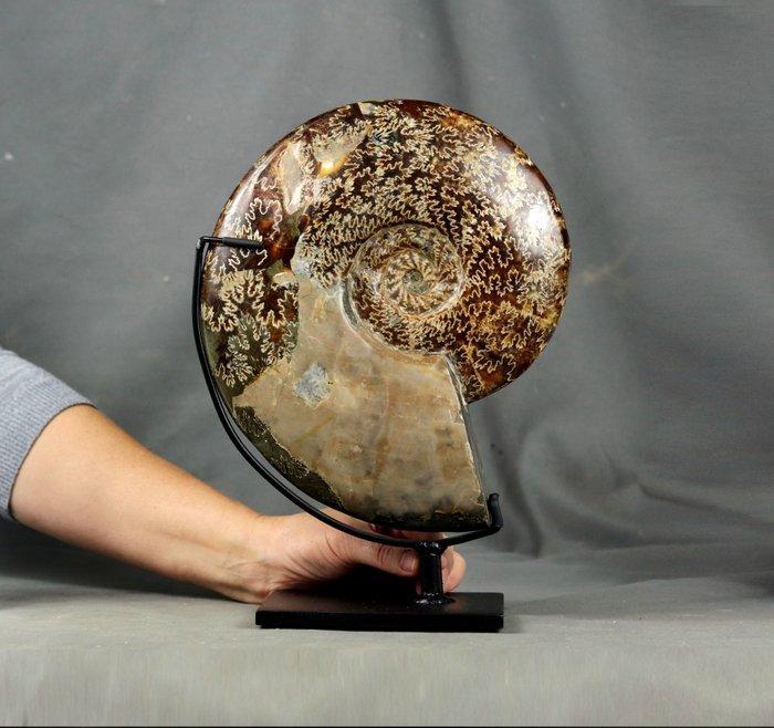 Uitstekende ammoniet met beide zijden schoongemaakt - op een, Verzamelen, Mineralen en Fossielen