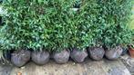 Prunus lusitanica 40/60 t/m 175/200 cm