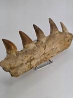 Mosasaurus - Fossiele tand - 14 cm (Zonder minimumprijs)