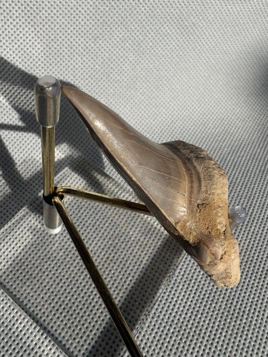 Haai - Fossiele tand - Otodus obliquus - 7.2 cm (Zonder, Verzamelen, Mineralen en Fossielen