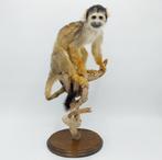 Doodshoofdaapje Taxidermie volledige montage - Saimiri sp., Verzamelen, Dierenverzamelingen, Nieuw