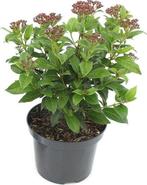 Viburnum tinus 30-40 C2 groenblijvende sneeuwbal, Overige soorten, Vaste plant, Verzenden, Halfschaduw
