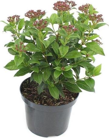 Viburnum tinus 30-40 C2 groenblijvende sneeuwbal beschikbaar voor biedingen