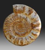 Ammoniet - Gefossiliseerde schelp - Prososphinctes sp., Verzamelen