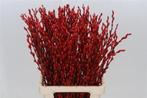 Katjeswilg Gekleurde Wilgenkatjes Salix Rood bundel 10 stuks, Ophalen of Verzenden, Nieuw