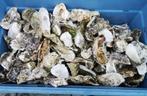 Oesterschelpen bol biologisch watercleaned  4 stuks +/- 13, Hobby en Vrije tijd, Knutselen, Ophalen of Verzenden, Nieuw