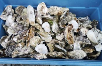Oesterschelpen bol biologisch watercleaned  4 stuks +/- 13, Hobby en Vrije tijd, Knutselen, Nieuw, Ophalen of Verzenden