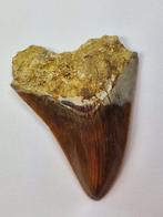 Megalodon - Fossiele tand - Otodus (Carcharocles) megalodon, Verzamelen, Mineralen en Fossielen