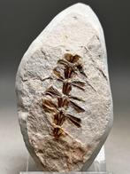 Hoogwaardige 3D-fossiele varen - Gefossiliseerde plant -, Verzamelen, Mineralen en Fossielen