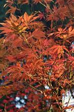 Acer rubrum Autumn Flame hoogstam 14/16