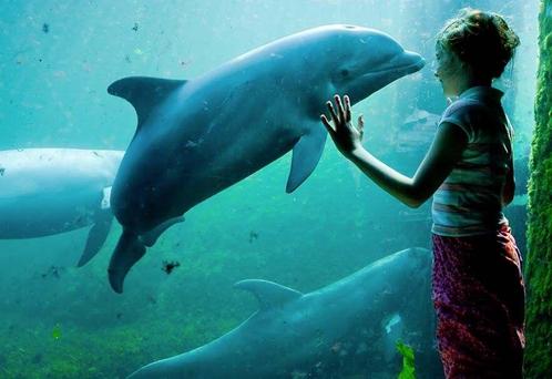 Dolfinarium Harderwijk tickets (2 p.), Tickets en Kaartjes, Recreatie | Dierentuinen