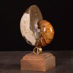 Fossil Nautilus op decoratieve standaard. - Gefossiliseerde, Verzamelen, Nieuw