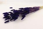Lagurus Ovatus 100 gr in hoes Violet Pluimgras graspluimen, Ophalen of Verzenden, Nieuw