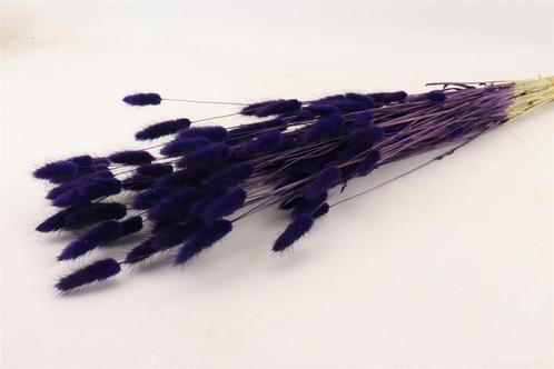 Lagurus Ovatus 100 gr in hoes Violet Pluimgras graspluimen, Hobby en Vrije tijd, Knutselen, Nieuw, Ophalen of Verzenden
