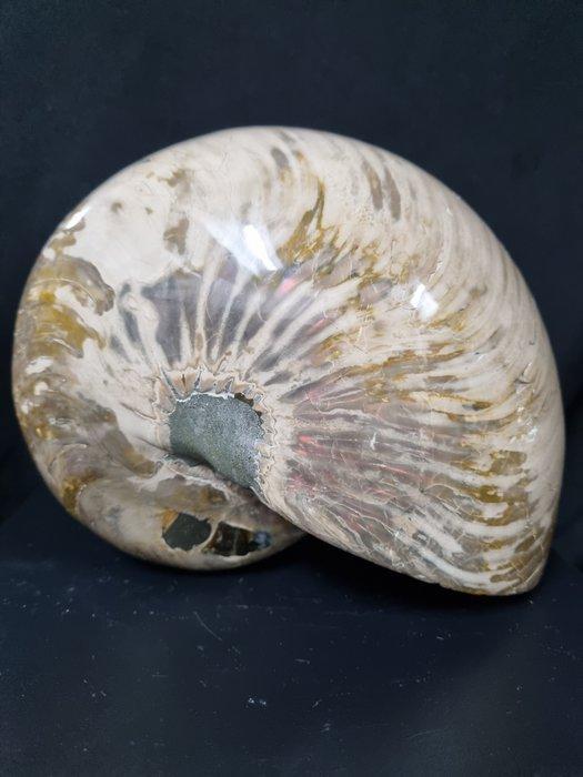 Very big Nautilus - iridescent - Hoogte: 200 mm - Breedte:, Verzamelen, Mineralen en Fossielen